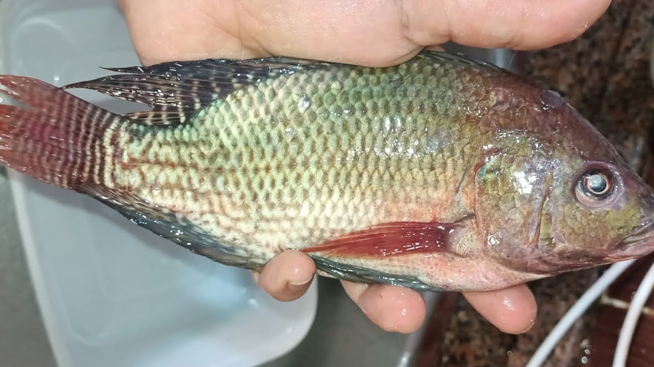 فكره جهنميه اتعلمتها من بتاع السمك 