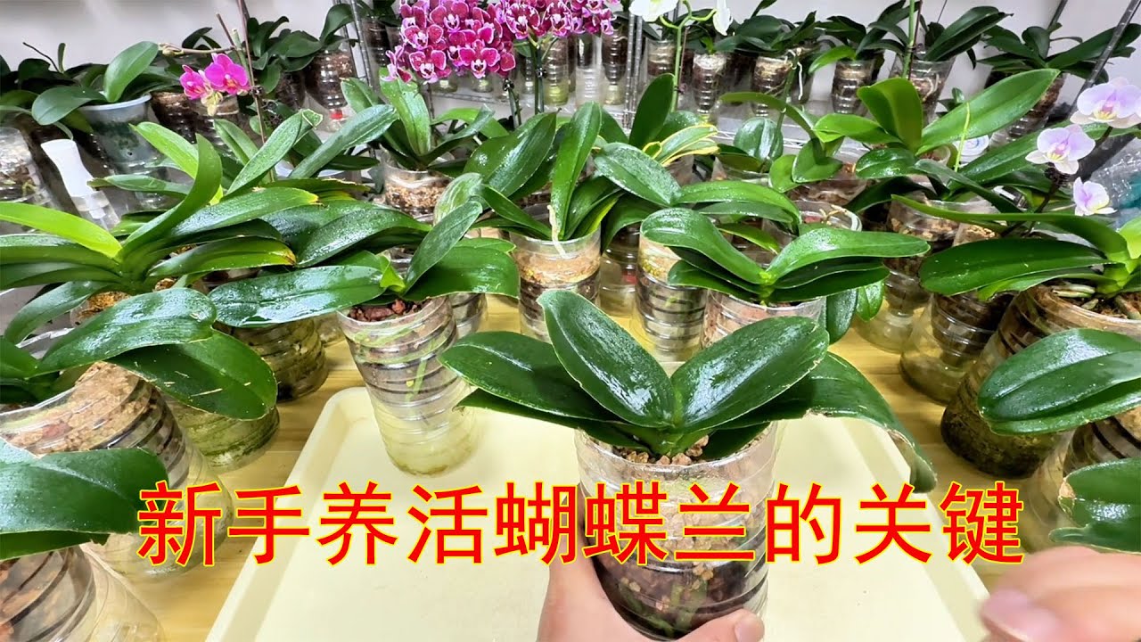 新手小白养蝴蝶兰，走好这三步，简单！（阿涛养花286期）