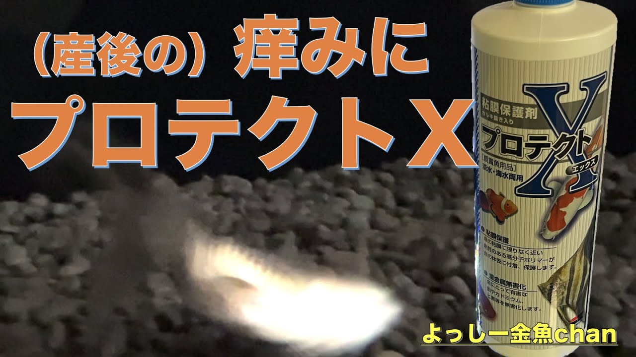 【金魚・痒がる】春先の産後ケアにプロテクトX