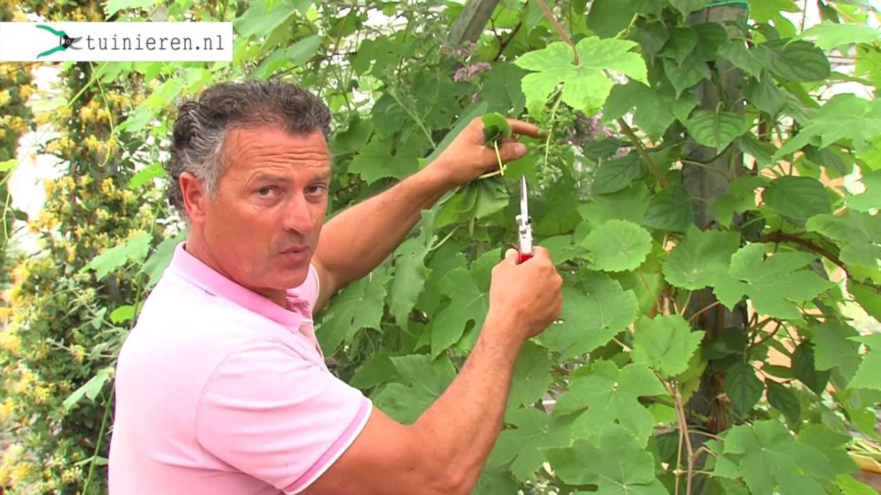 Hoe kun je een druif snoeien?  - Tuinieren.nl