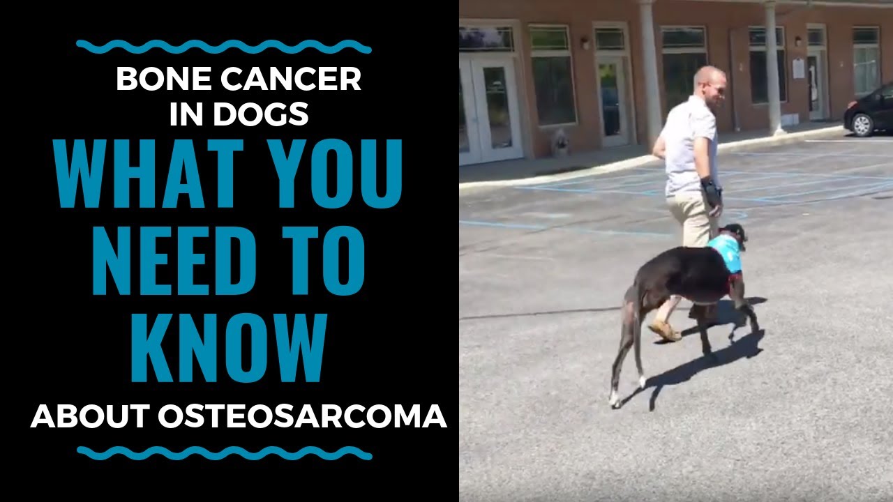 Bone Cancer in Dogs What You Need to Know About Osteosarcoma (part 1) VLOG 71