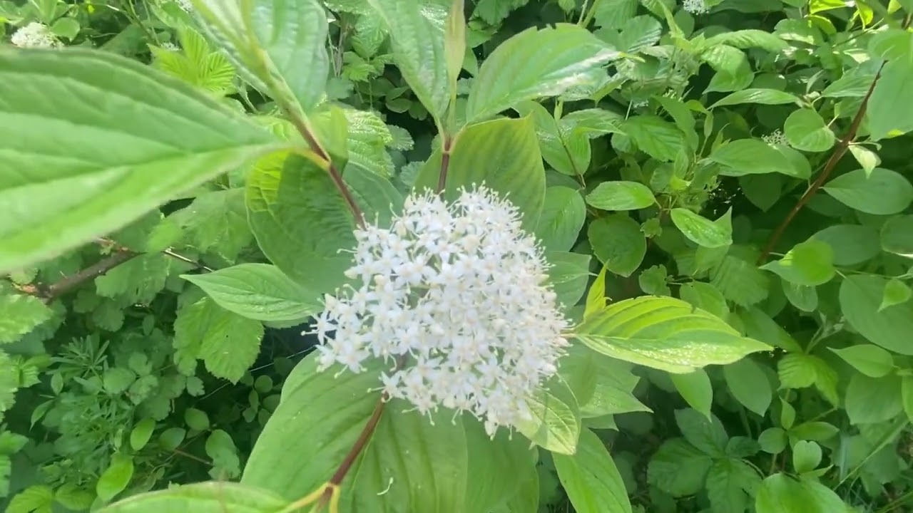 Natuur