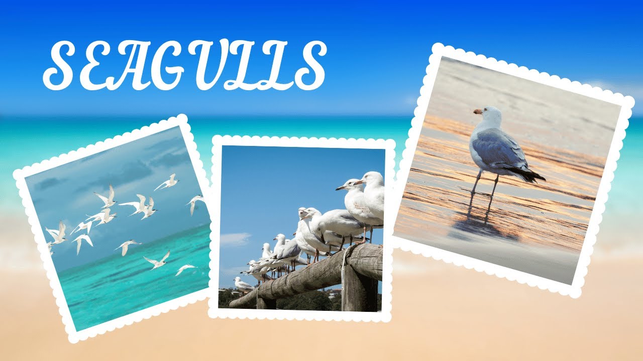 SEAGULLS