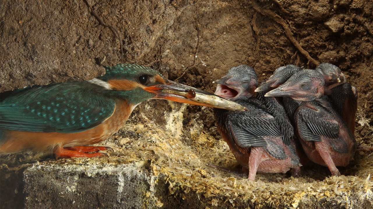 Amazing Footage of Kingfishers Inside Their Nest | Discover Wildlife | Robert E Fuller