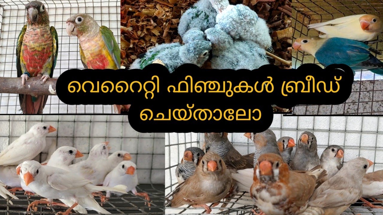 കുഞ്ഞൻ ഫിൻജെസ് വെറൈറ്റികൾ വാങ്ങി വളർത്തി നോക്കിയാലോ 
