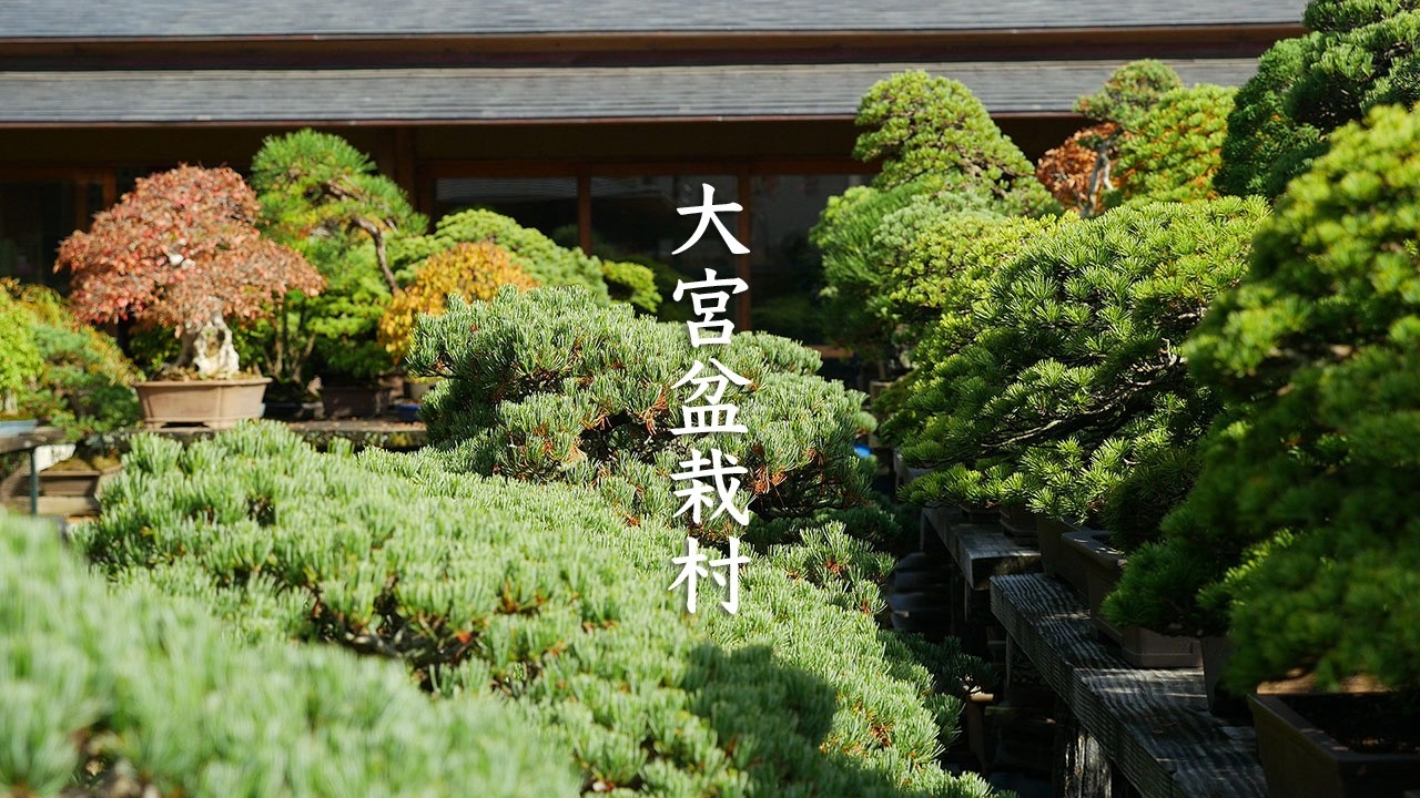 Omiya Bonsai Village - Saitama - 大宮盆栽村 - 4K Ultra HD