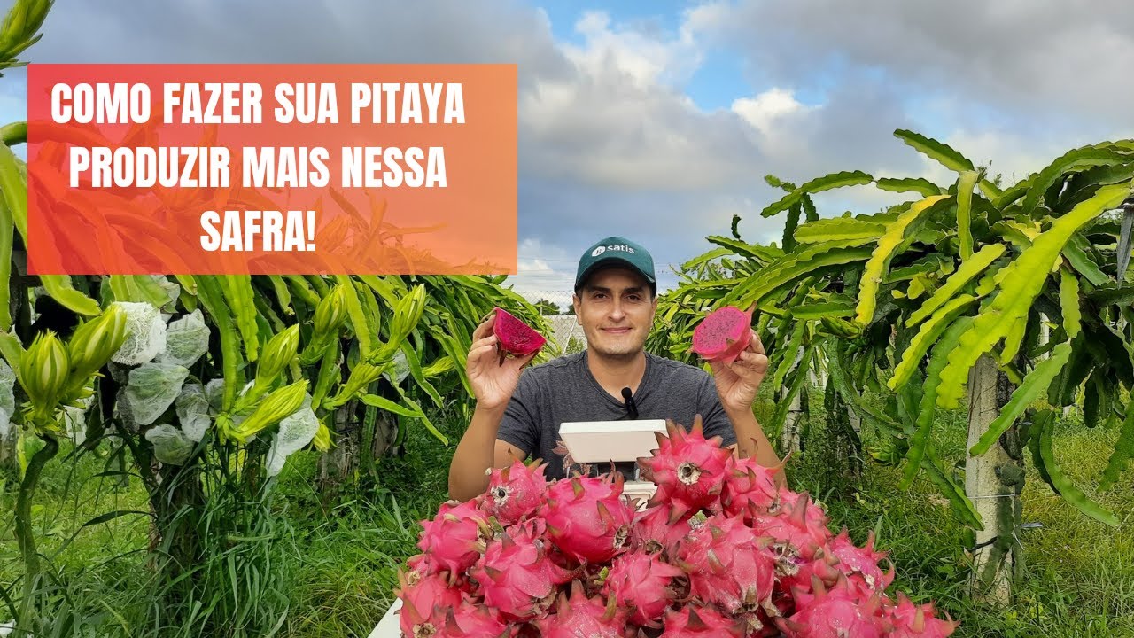 Como Fazer sua pitaya produzir mais nessa safra