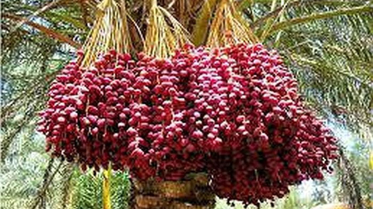 WOW Dates palm Harvesting by Shaking Machine || Packing Dates Modern Agricultural Technology 2019