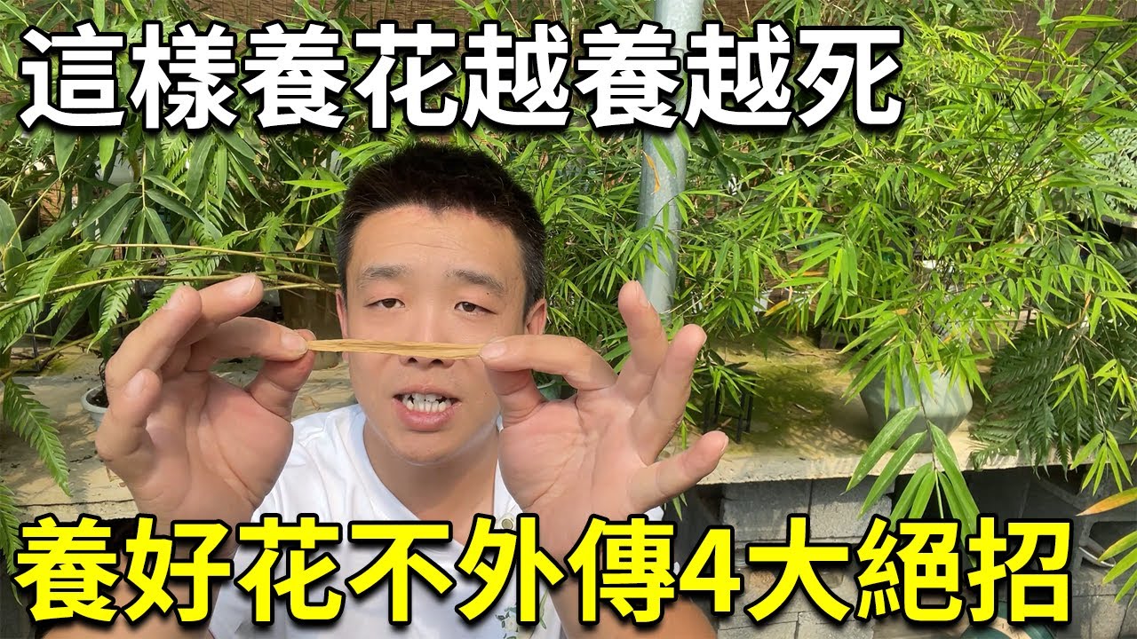 养花中毒7大症状你中了几条？想养好花，这4大绝招一定记住【禅艺绿植工作室】