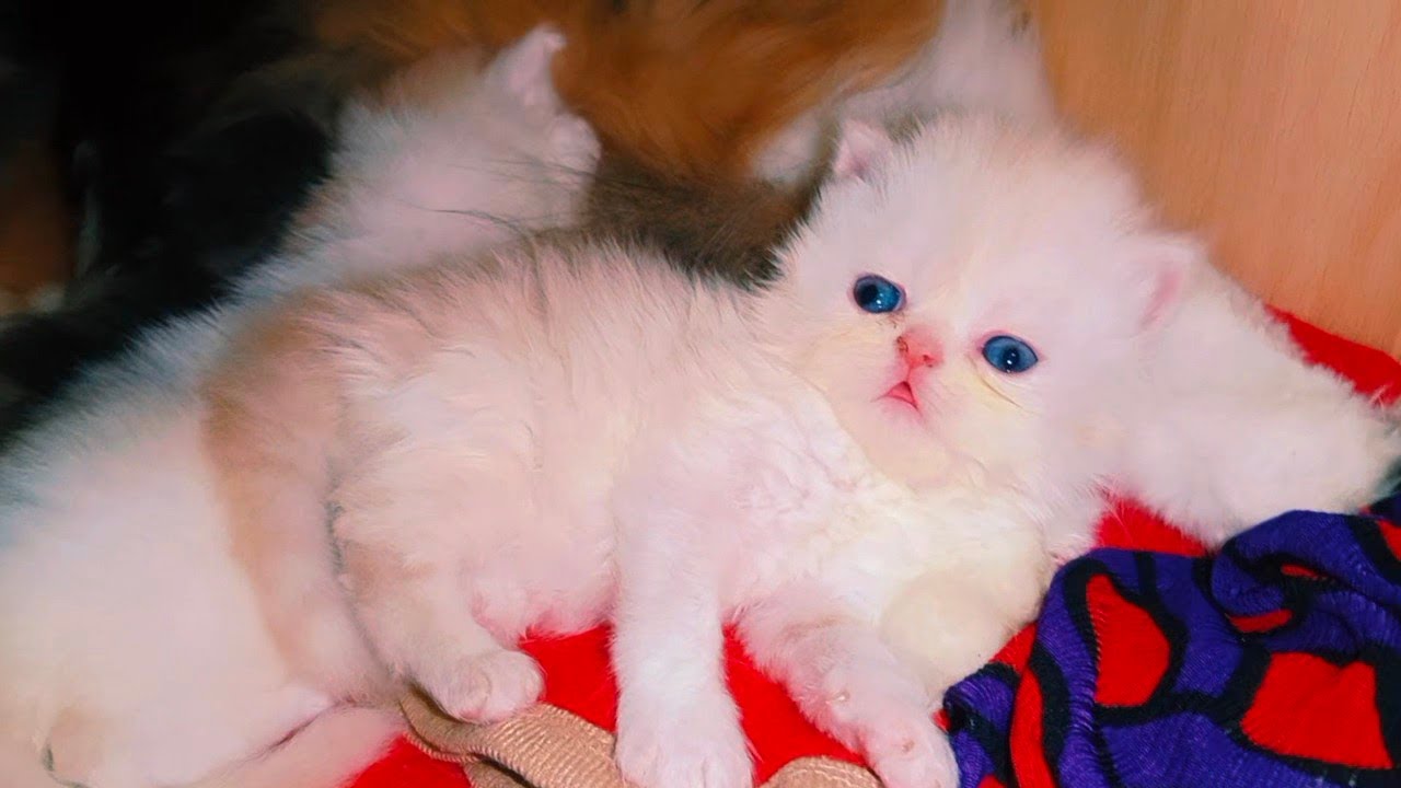 Finally Luna Ne Bache De Diye || mashallah Ghar me Ronak hi Ronak | Naz Cattery 