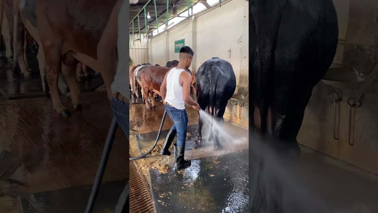 The shepherds regularly clean the carpets and cow dung with water#bull #cowdung #carpetcleaning #fyp
