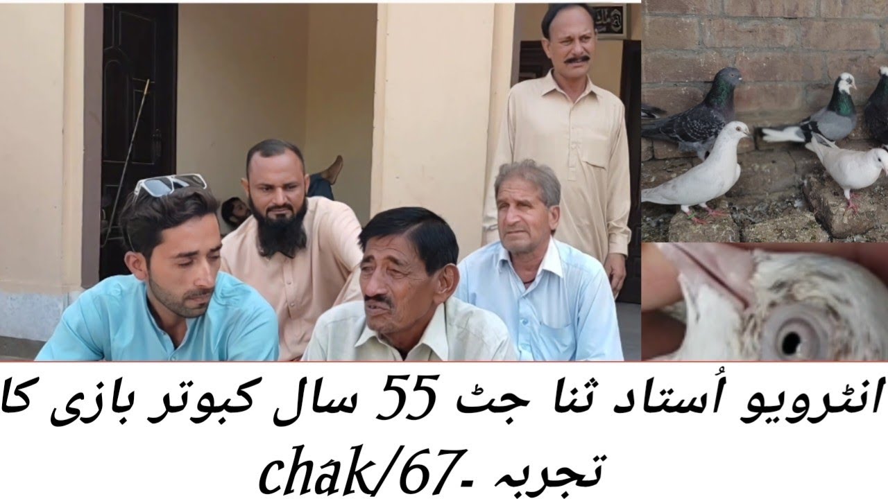 interview ustad sana jutt 55ll sall kabutar bazi ka tajarba Mian Adnan #bird #pigeon #all