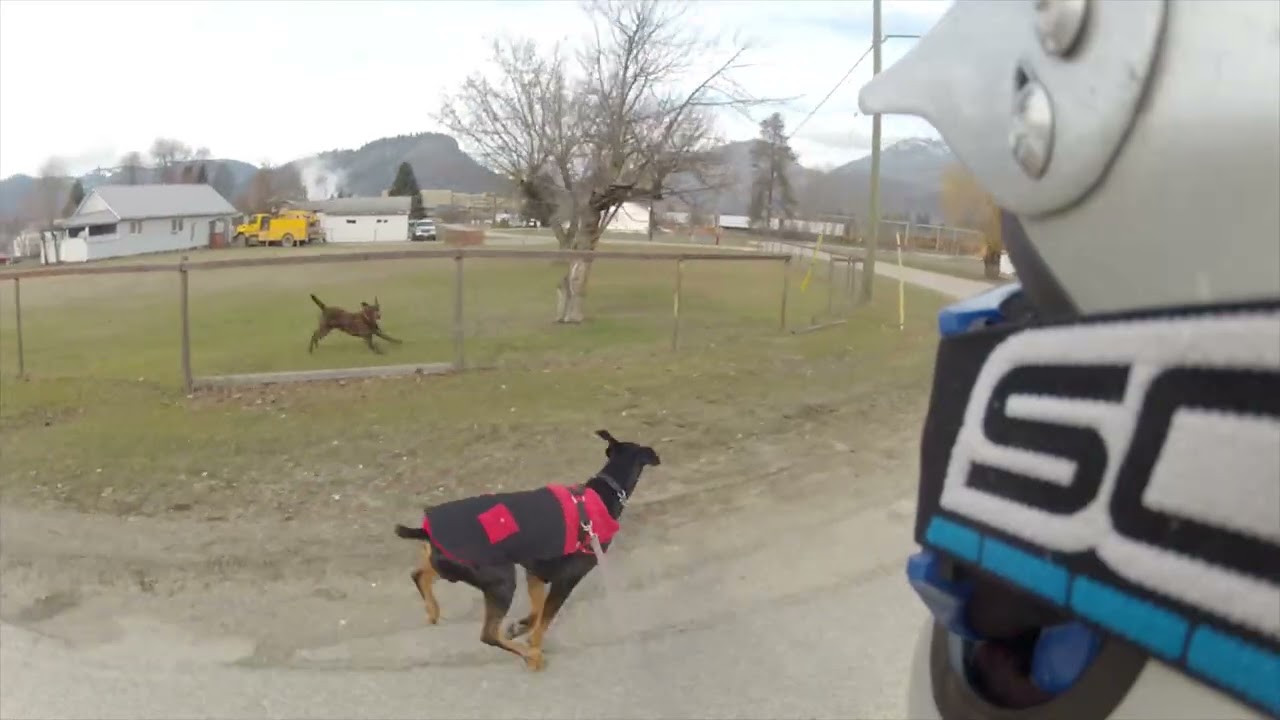 Doberman: Running The Back Loop On A Fall Day