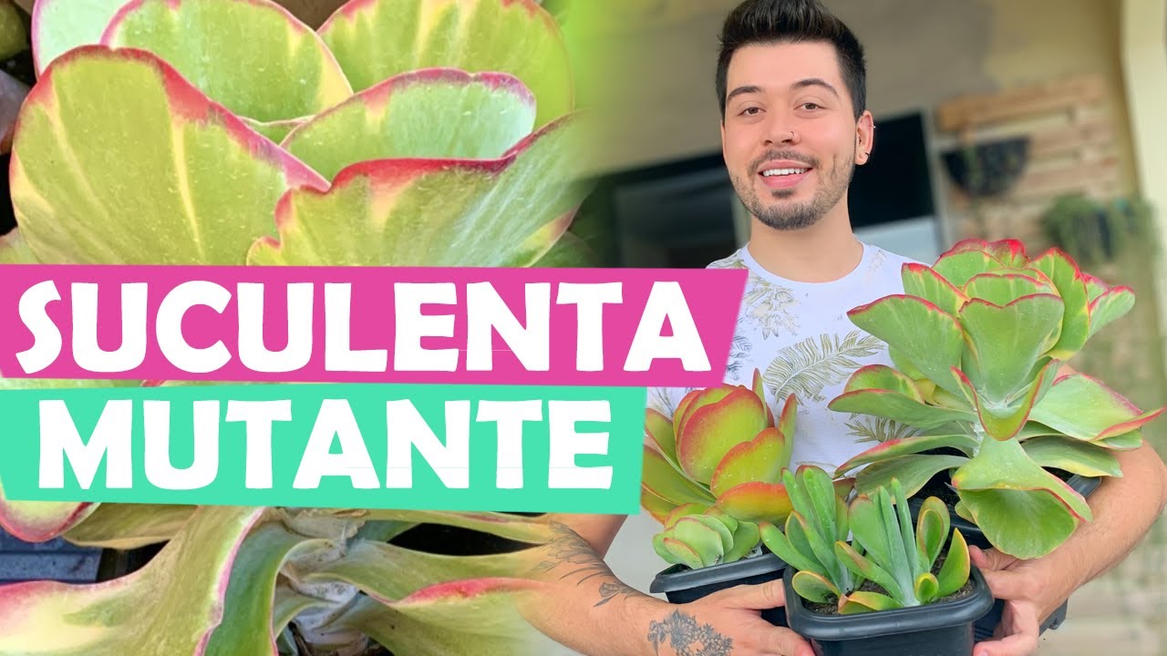 3 INCRÍVEIS VARIAÇÕES DA MESMA KALANCHOE (KALANCHOE LUCIAE, FANTASTIC E ORICULA) - SUCU LOVERS