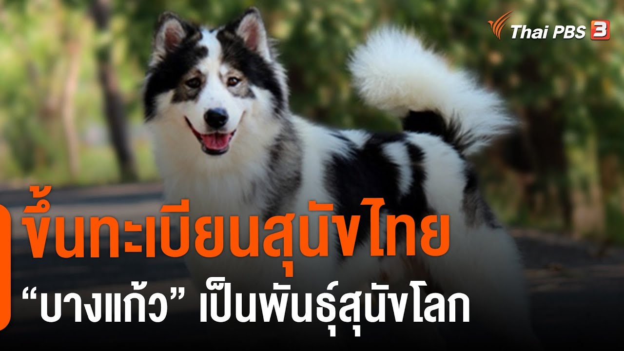 ขึ้นทะเบียนสุนัขไทย 