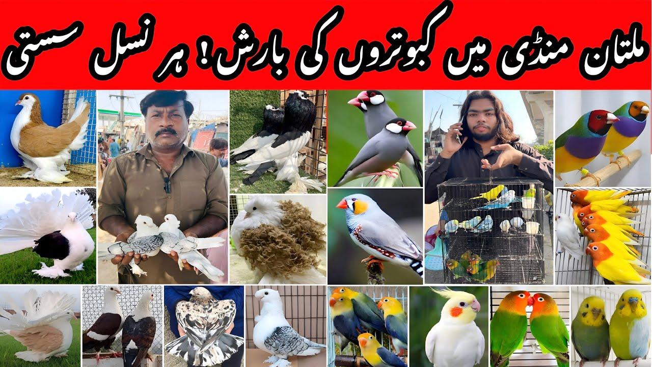 Multan Kabootar Mandi Latest Sale Update | Sale offers.