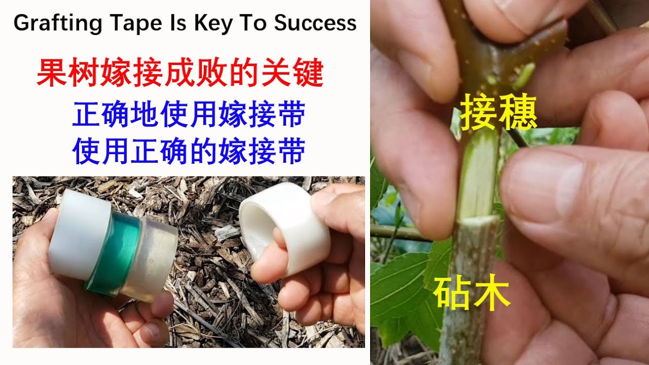 [Eng Sub] 嫁接苗活而复死？嫁接带是成功的关键 Grafting Tape Is the Key to Success of Grafting (20250426)