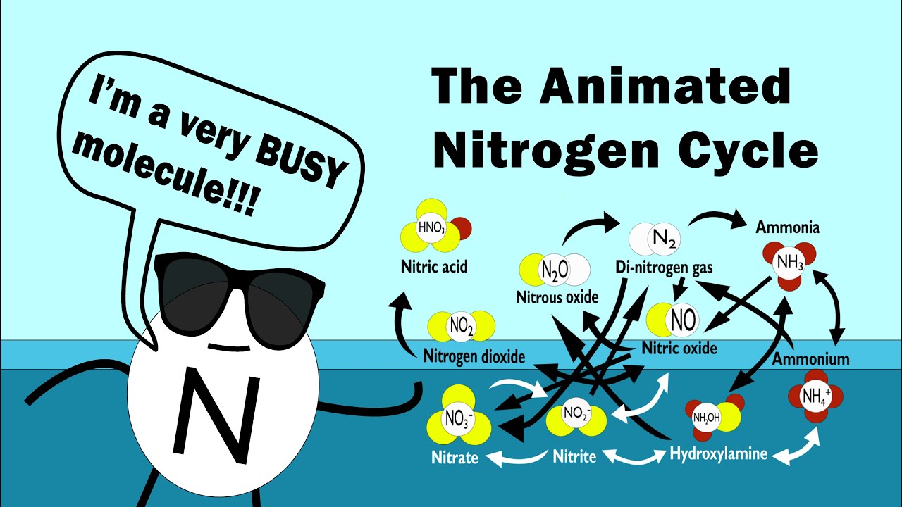 The Nitrogen Cycle (Animated)