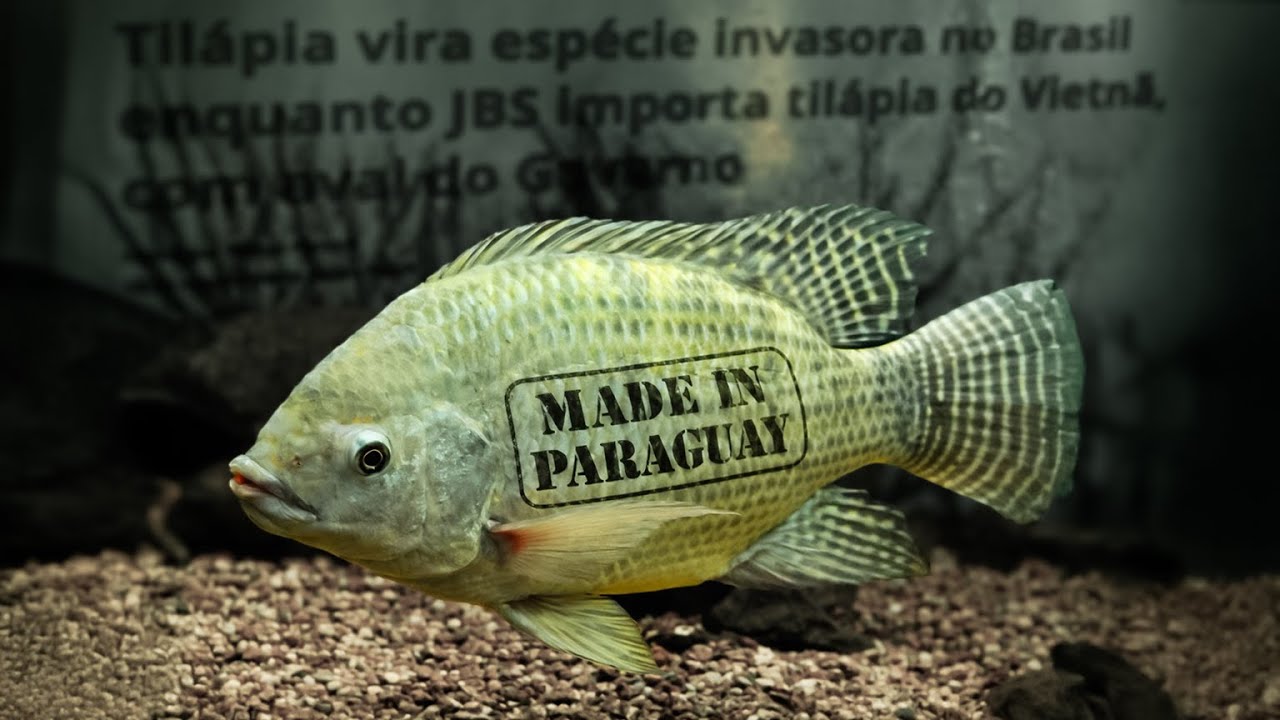 Cafezinho 707 | MADE IN PARAGUAY