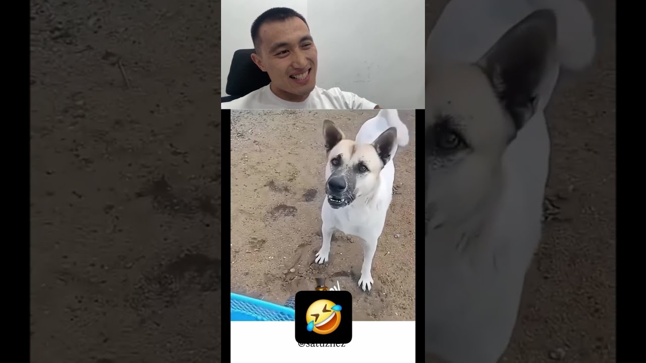 Yearly dose of animal videos 3/8