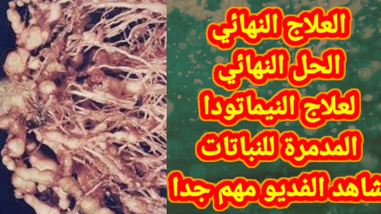 العلاج النهائي لمرض النيماتودا وخاصة نيماتودا تعقد الجذور شاهد الفديو مبيد النيماتودا الوحيد