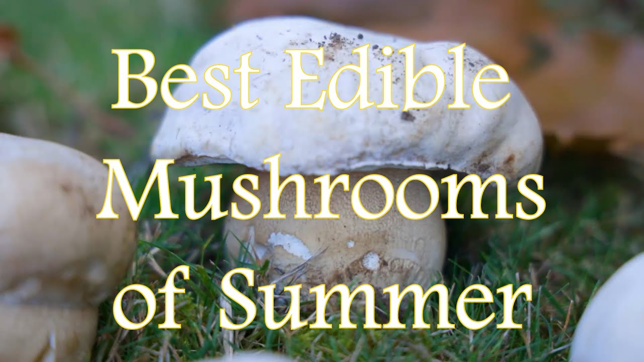 Edible Wild Mushrooms of Summer