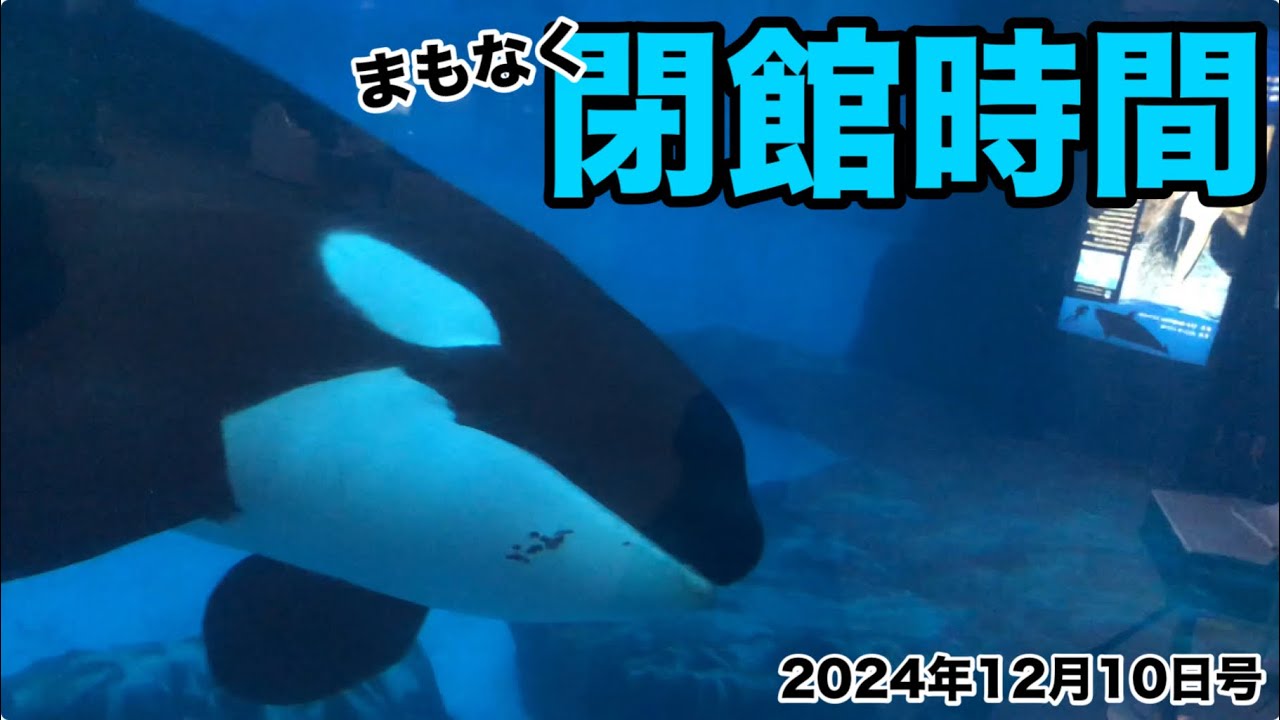 《まもなく閉館時間》シャチのアースくんとリンちゃん 2024年12月10日号【名古屋港水族館】#シャチ公開トレーニング