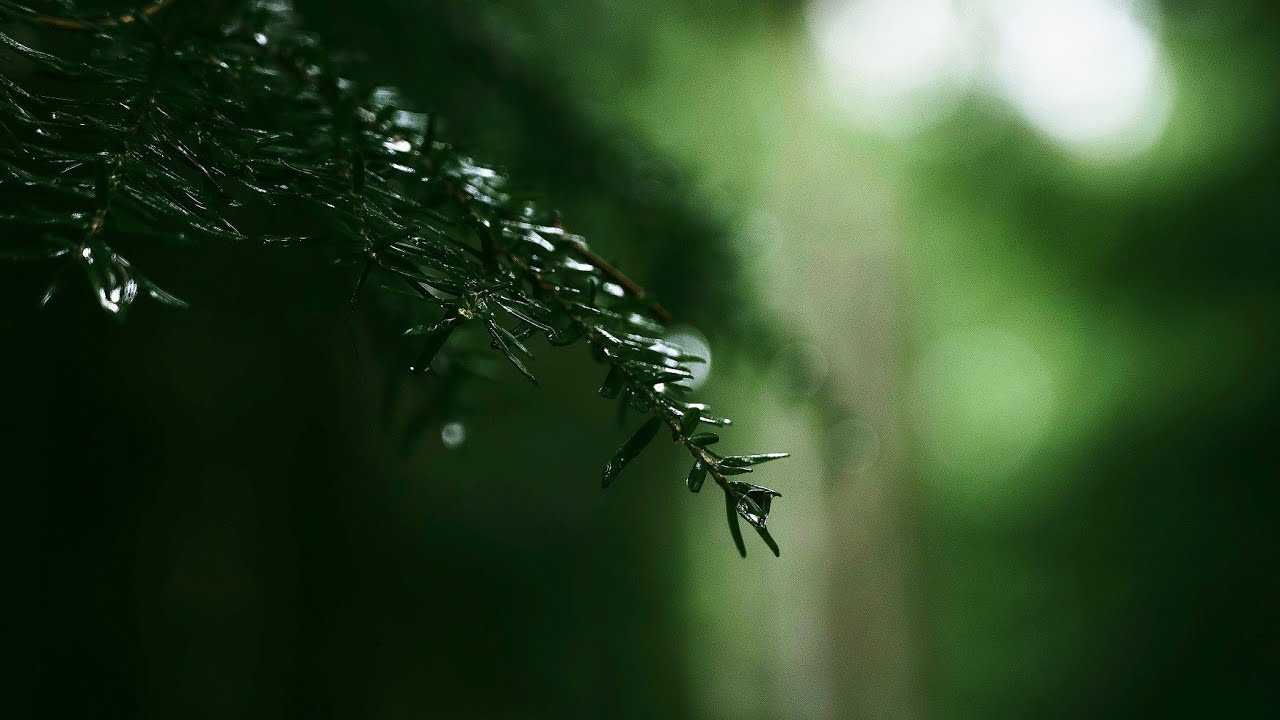 Rain status🌧 | Nature Rain whatsapp status video🍀| Monsoon song 🎶 | #shorts #baarish #rain #nature