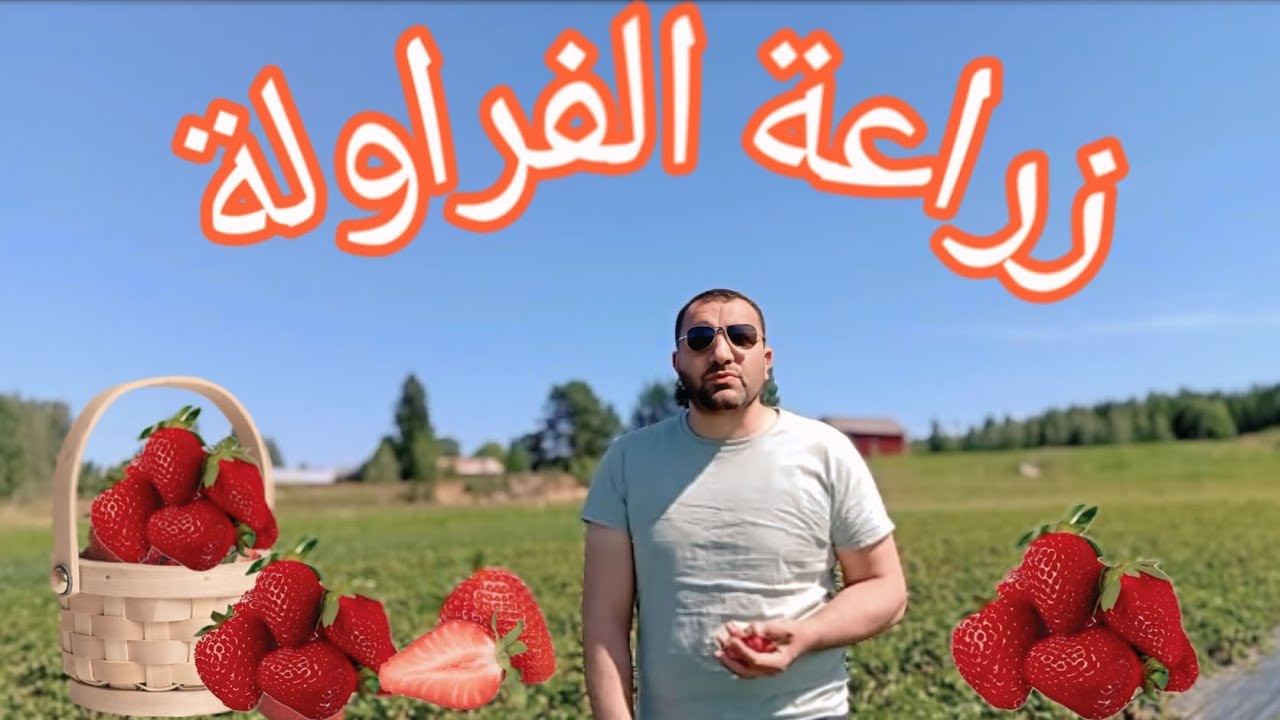 زراعة الفراولة من الألف إلى الياء .. الجزء الاول تحضير التربة