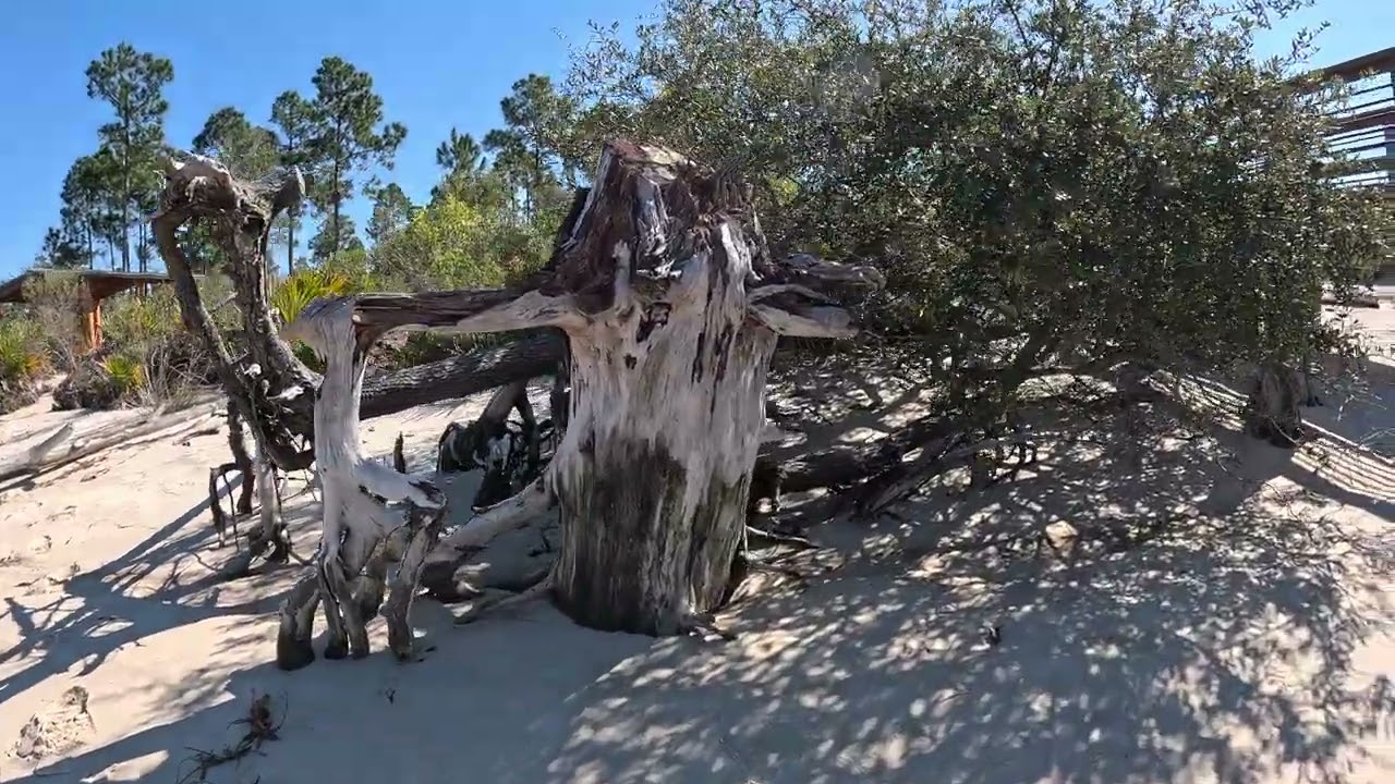 Let's Go For A Walk On Spooky Florida Trails - Relax - Walk - Nature - ASMR - Birds - Peaceful