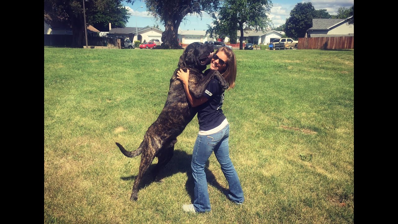 🐶🦮 California Dog Trainers / Southern California Dog Trainers 🦮🐶