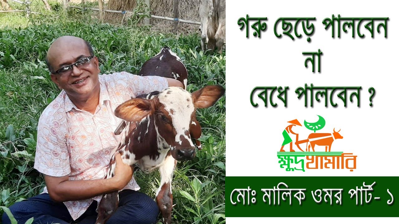 গরু ছেড়ে পালবেন না বেধে পালবেন ? গরুর বাসস্থান কেমন হওয়া উচিত ? মোঃ মালিক ওমর পার্ট- ১