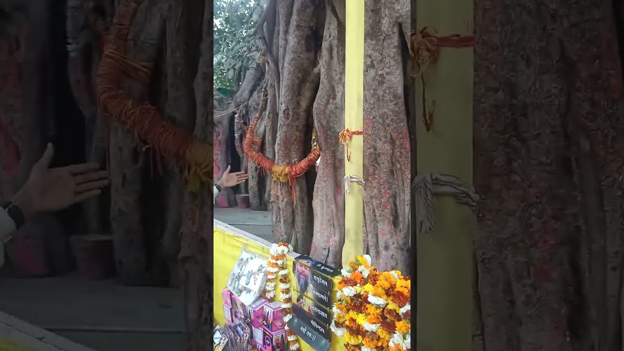 भाण्डीर बन के पावन दर्शन #वृंदावन धाम #sadhavi Radha ji vrindavan 