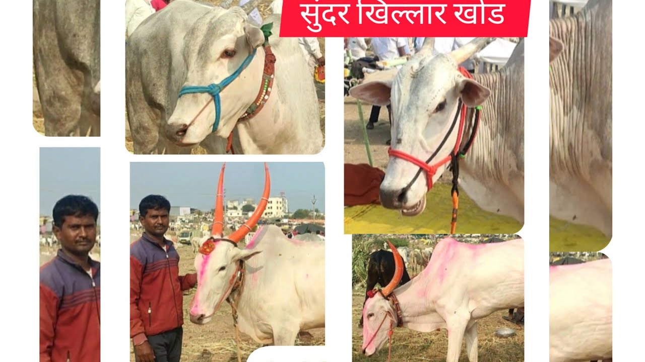 मोठ्या प्रमाणात खिल्लार खोंड करगणी जत्रा ता आटपाडी जि सांगली २०२६