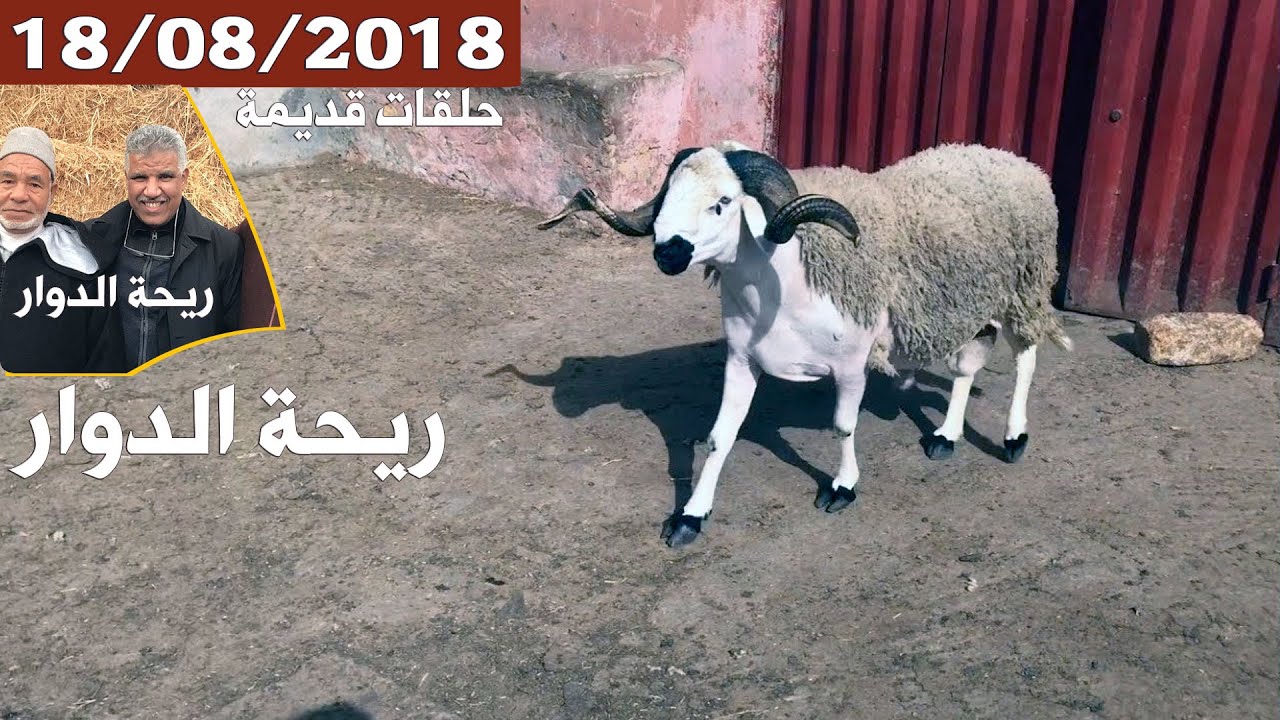 ريحة الدوار حلقة قديمة - بني مسكين - حولي صردي - 18-08-2018 - Rihat Douar