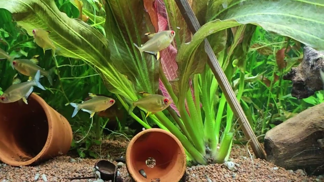 Juwel Rio 125 Aquarium Update 10.02.26
