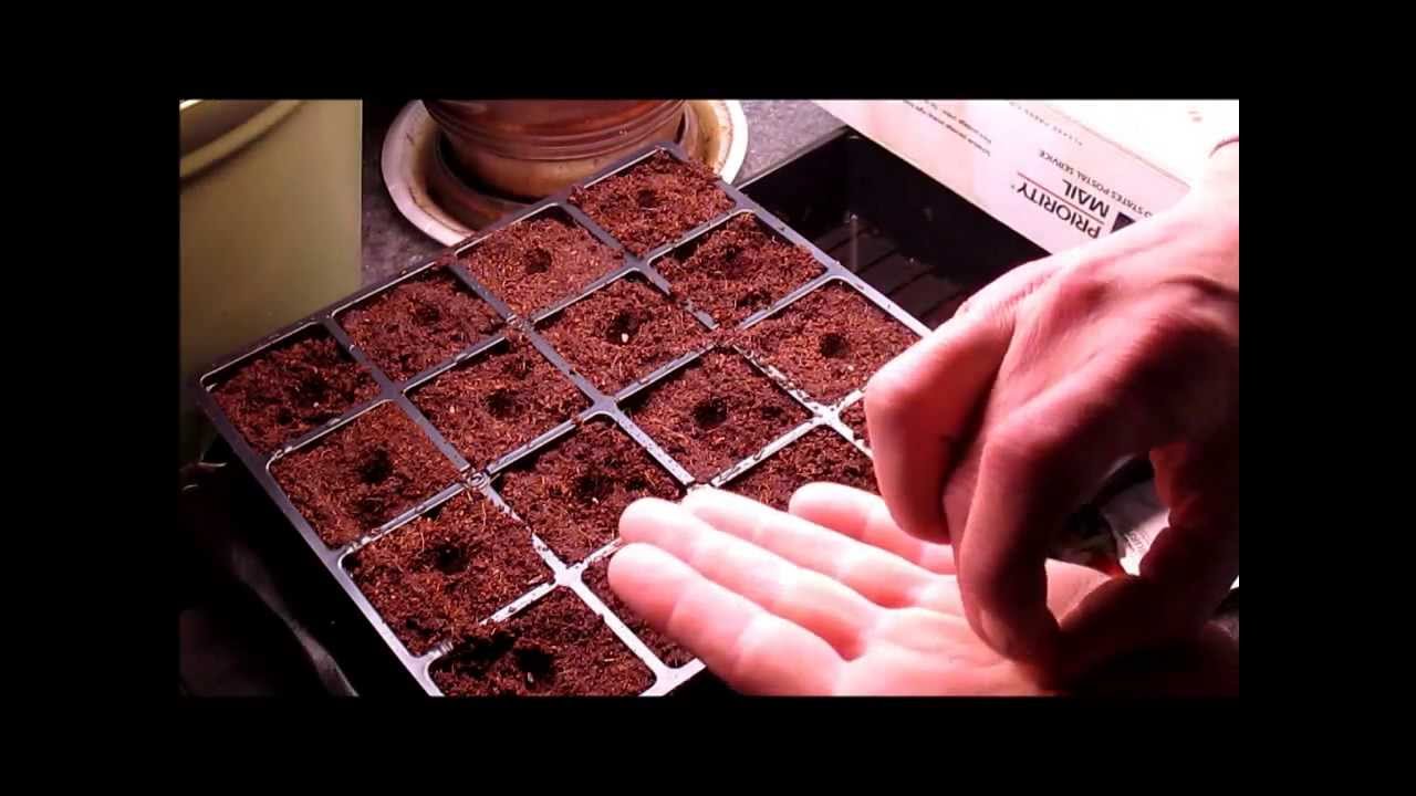 Starting Burpee Supersauce Tomato Seeds in Burpee XL Self Watering Starter