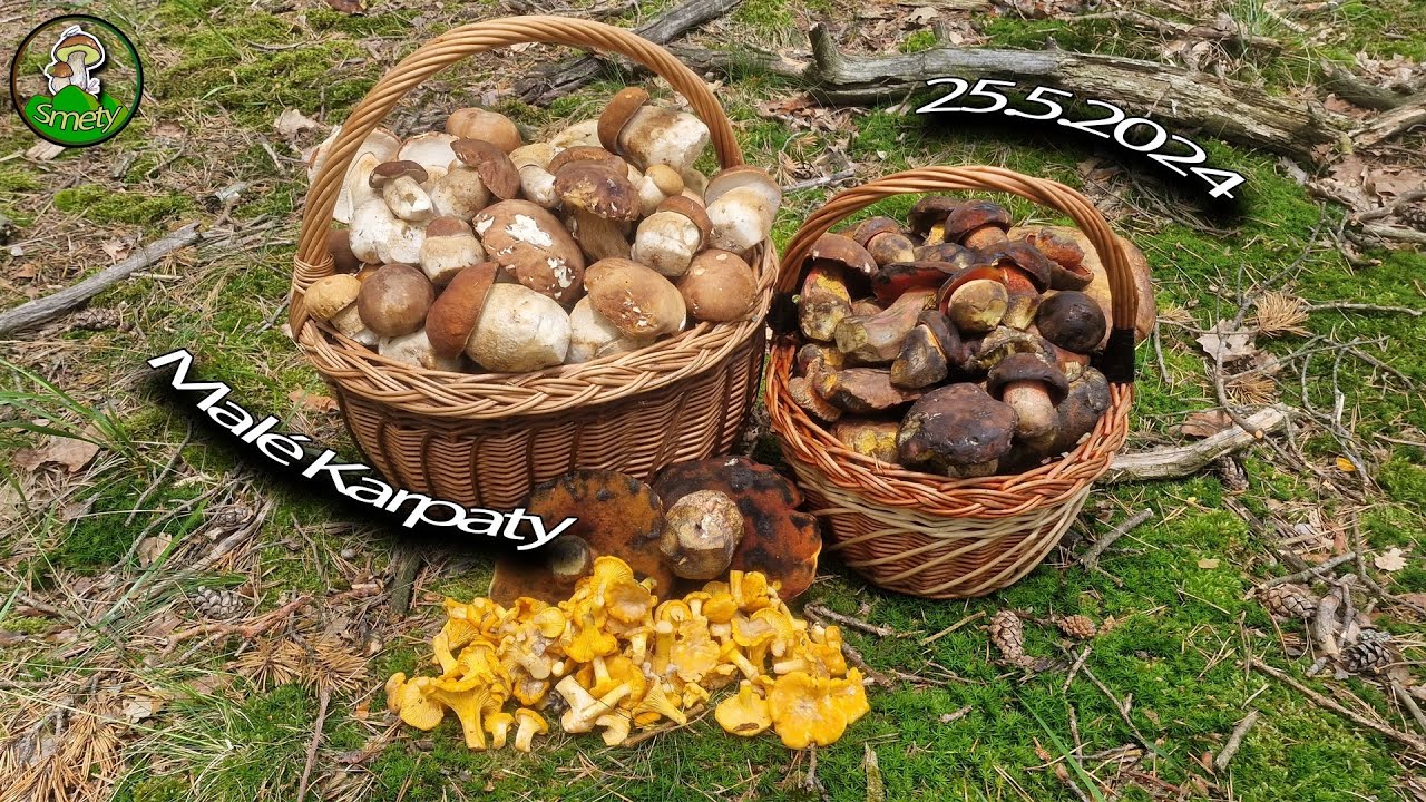 PLNÉ KOŠE už v máji! * huby houby grzyby 2024 * rozprávkové hubárčenie