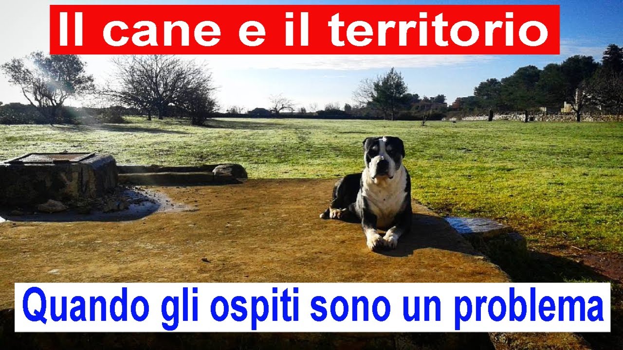 Il cane e il territorio. Quando gli ospiti sono un problema
