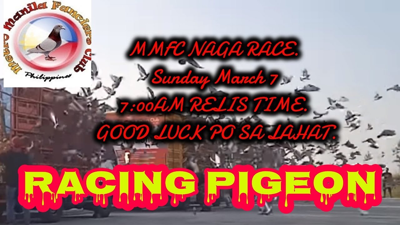 #PIGEONRACING#KALAPATI#
