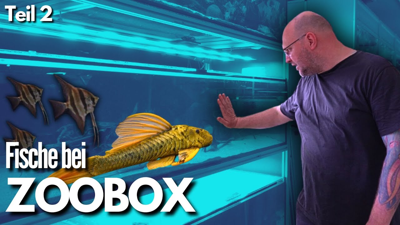 FISCHE bei Thomas in der ZOOBOX!