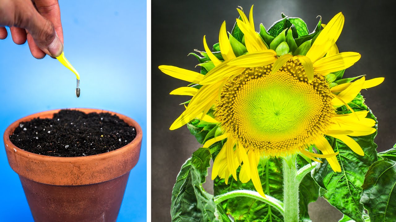 Dwarf Sunflower Growing Time Lapse - Seed to Flower (85 Days)