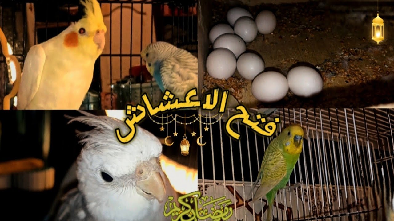أخيراً فتحنا الأعشاش… واش كاين بيض؟ 🥚#birds #lovebirdsfarming #budgie_videos #طيور #اكسبلور #fyp 