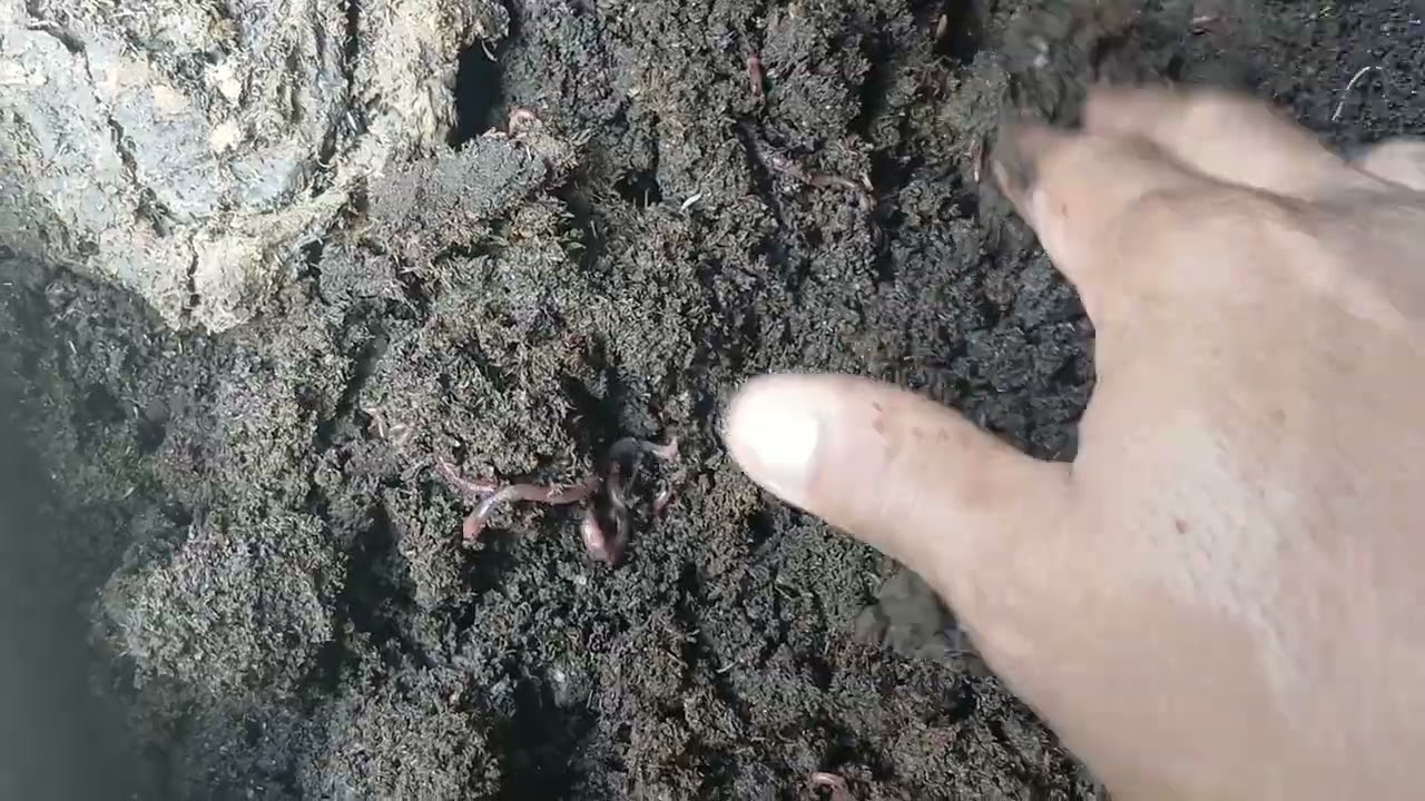 HÚMUS DE MINHOCAS  EM 30 DIAS 