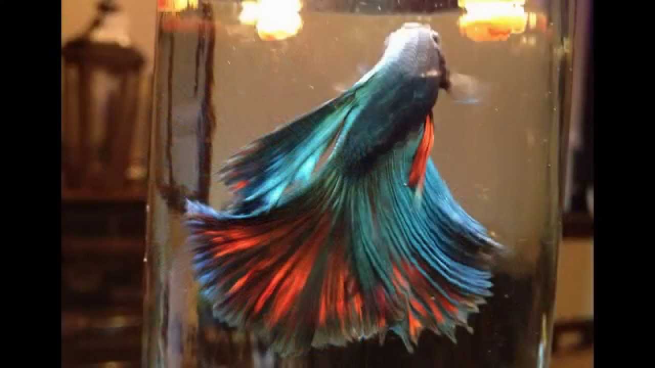 Tall Tank Bettas - Smart Phone Bettas Fish Videos