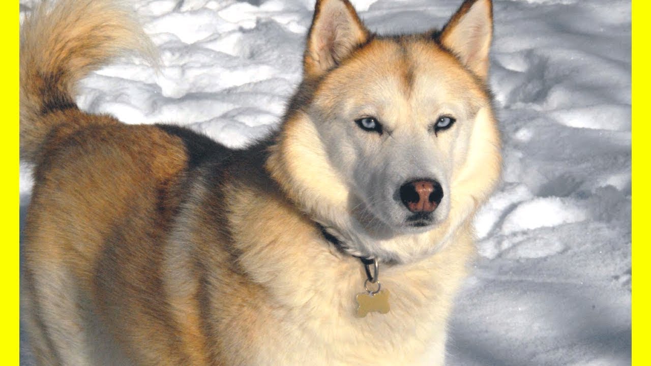 10 Most High Stamina Dogs