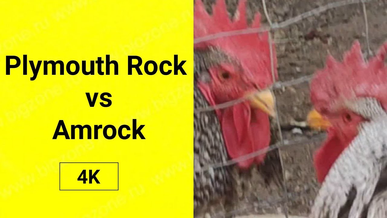 Plymouth Rock vs Amrock.