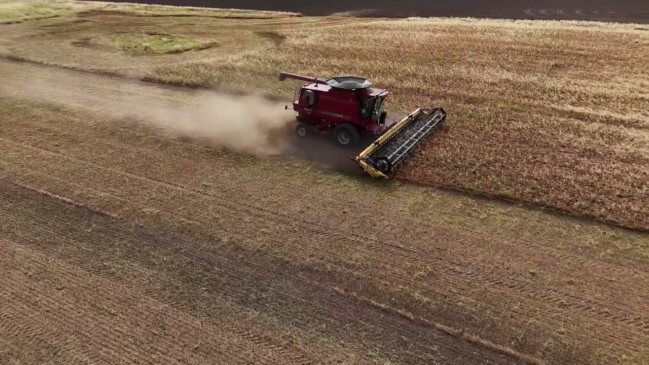 Harvesting Lentils Without Desiccation 2025