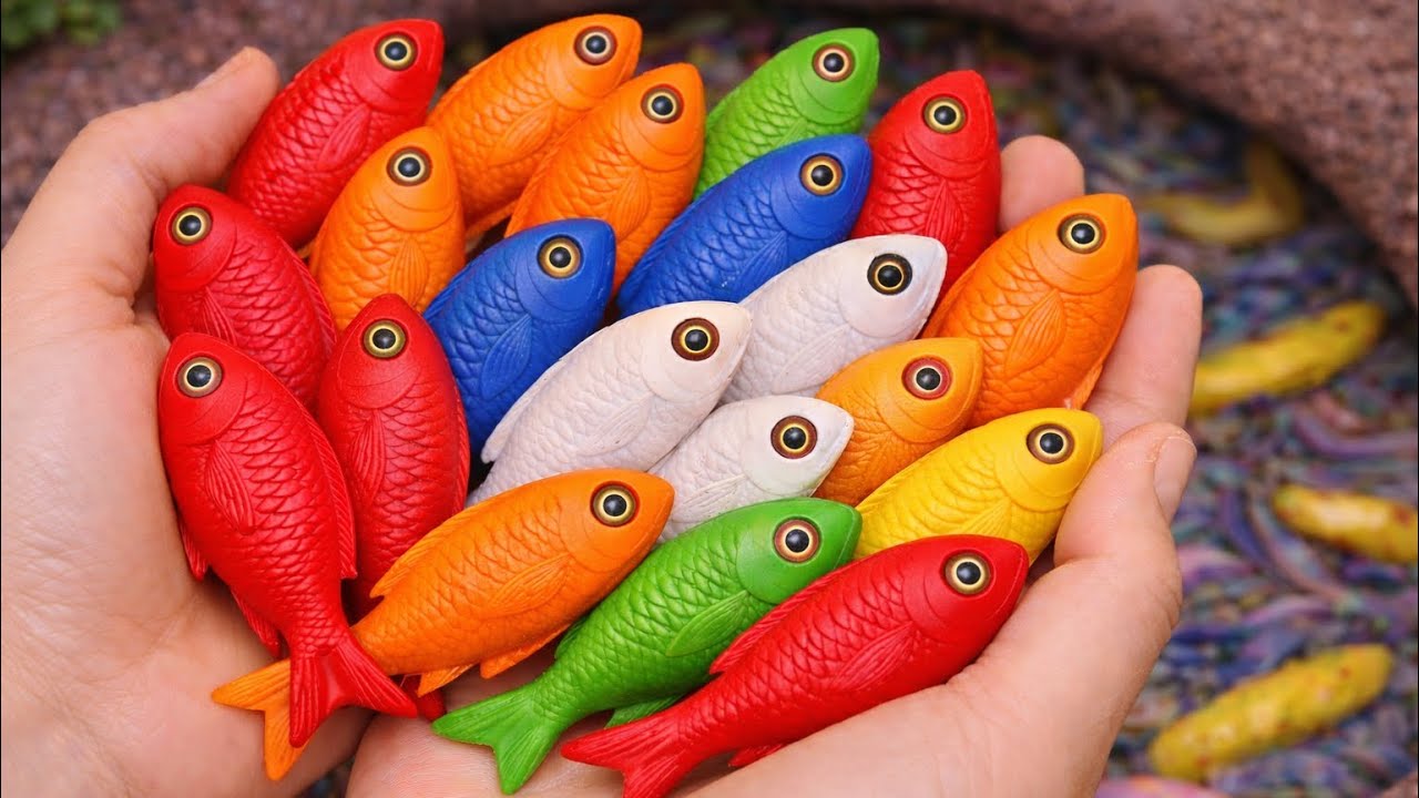 Catch beautiful aquarium fish in small pond baby turtles, eel, pencil fish, ping pong fish, tadpole.