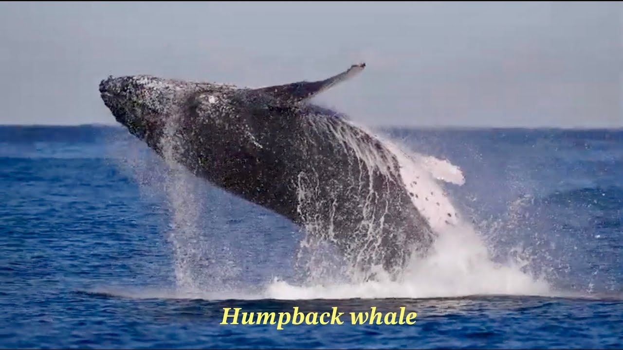 24 Jul 2025 Whale Watching Sydney ‘A Beautiful Smile 金玟岐’